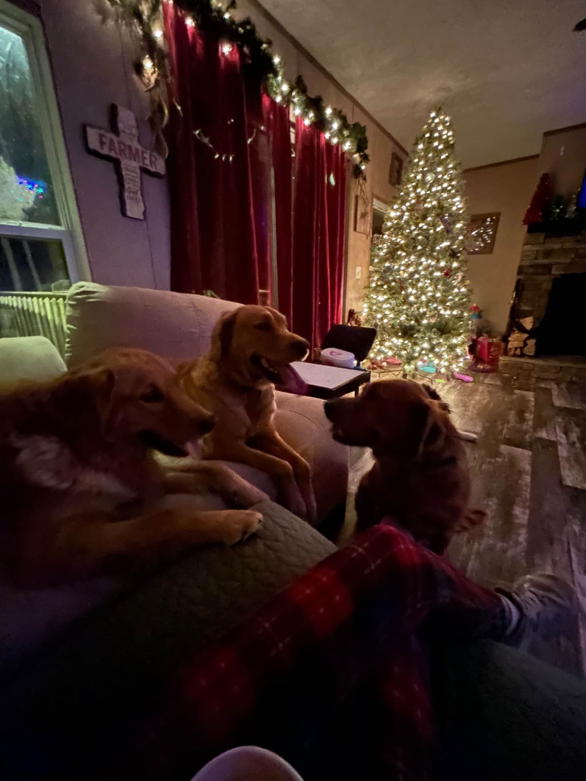 Golden Retriever Puppies breeder image 3