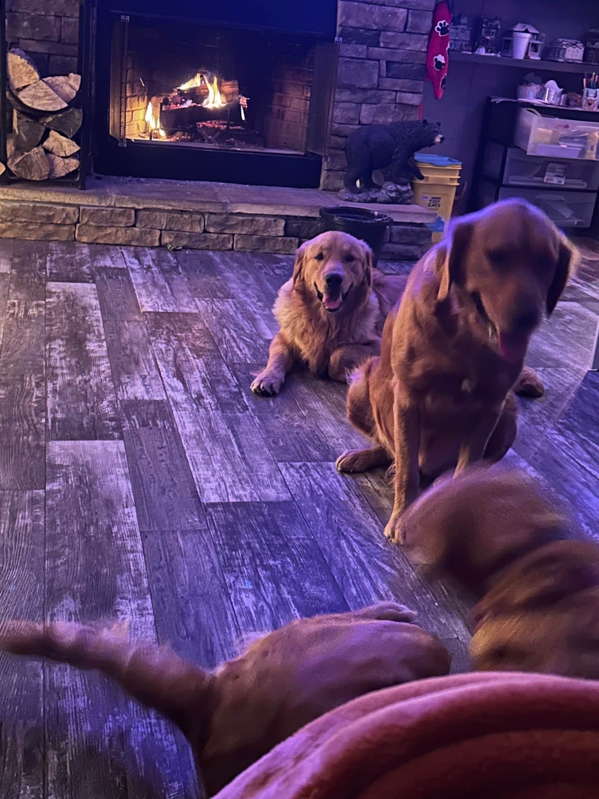Golden Retriever Puppies breeder image 4