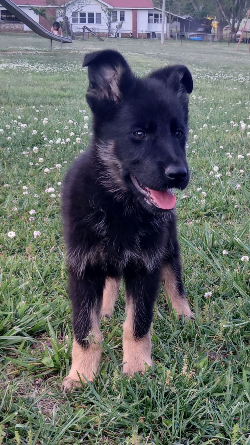 German Shepherd Dog Puppies breeder image 1