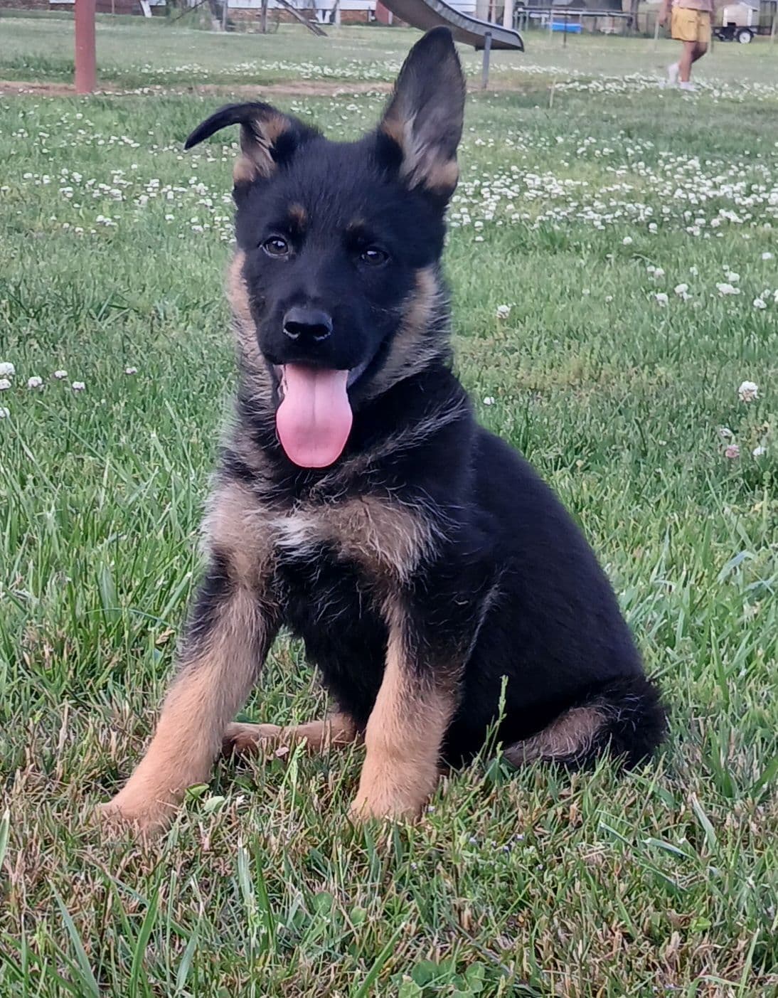 German Shepherd Dog Puppies breeder image 3