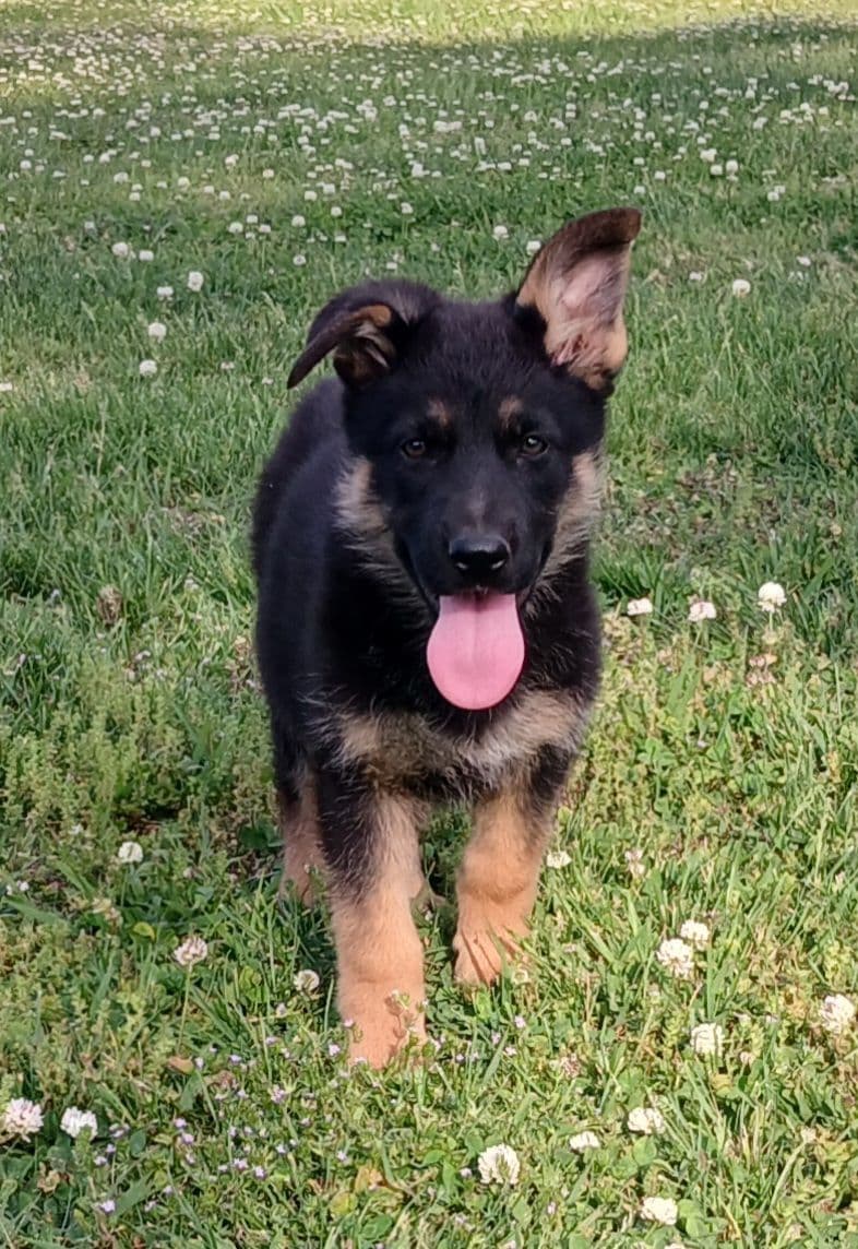 German Shepherd Dog Puppies breeder image 4