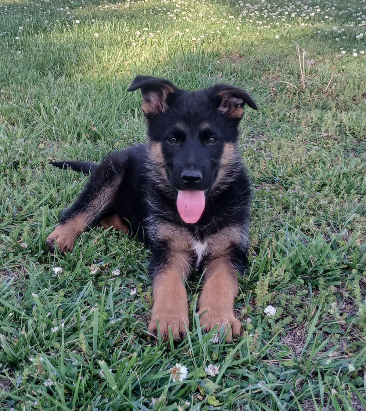 German Shepherd Dog Puppies breeder image 5