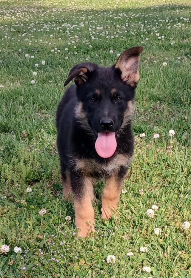 German Shepherd Dog Puppies media 3