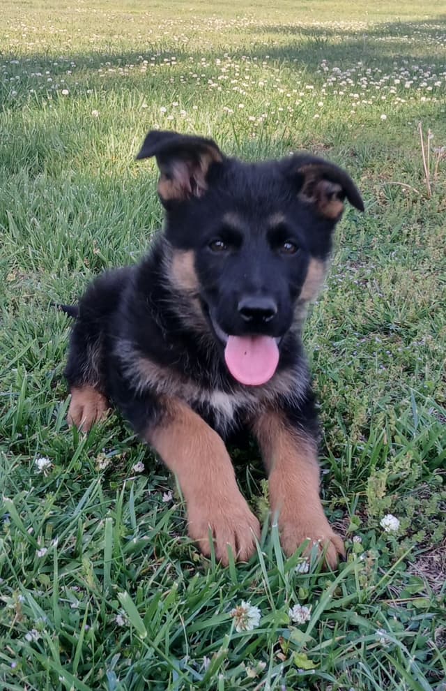 German Shepherd Dog Puppies media 4