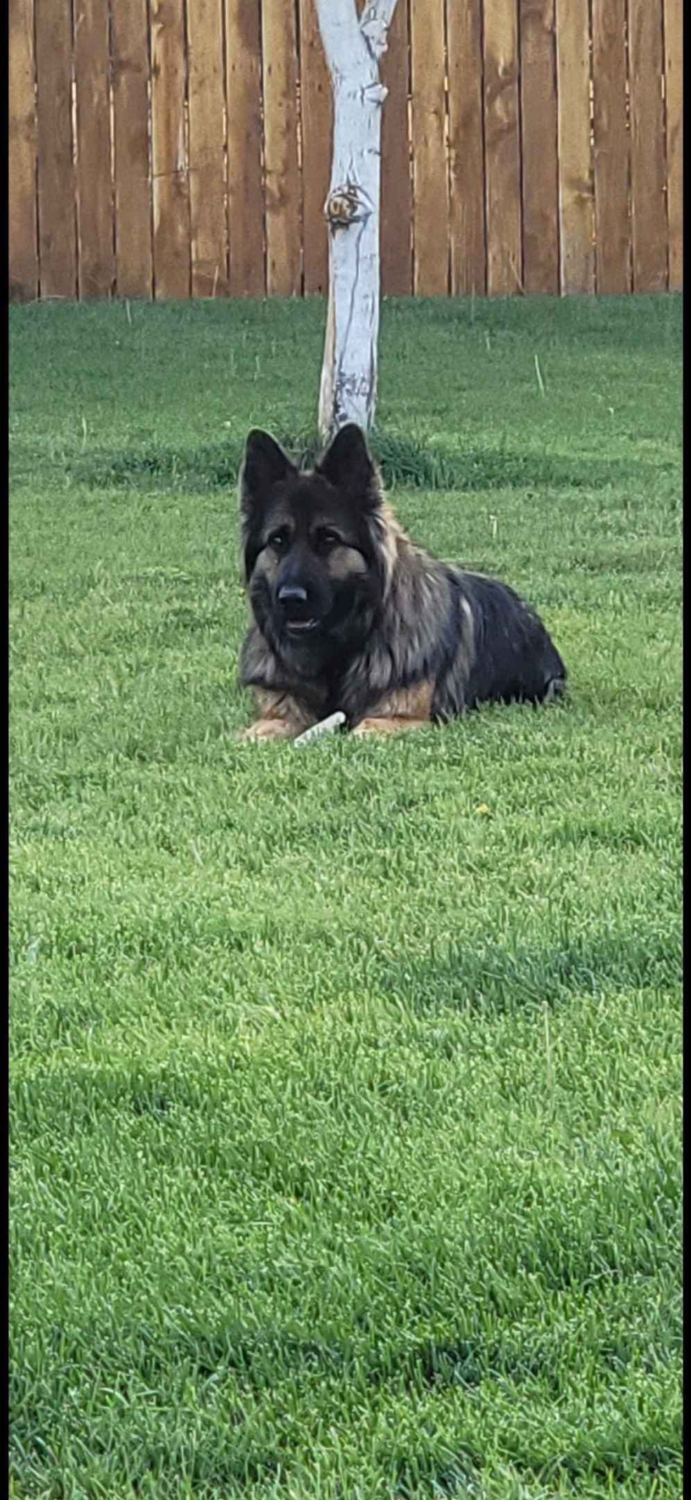 Sable German Shepherd Puppies breeder image 3