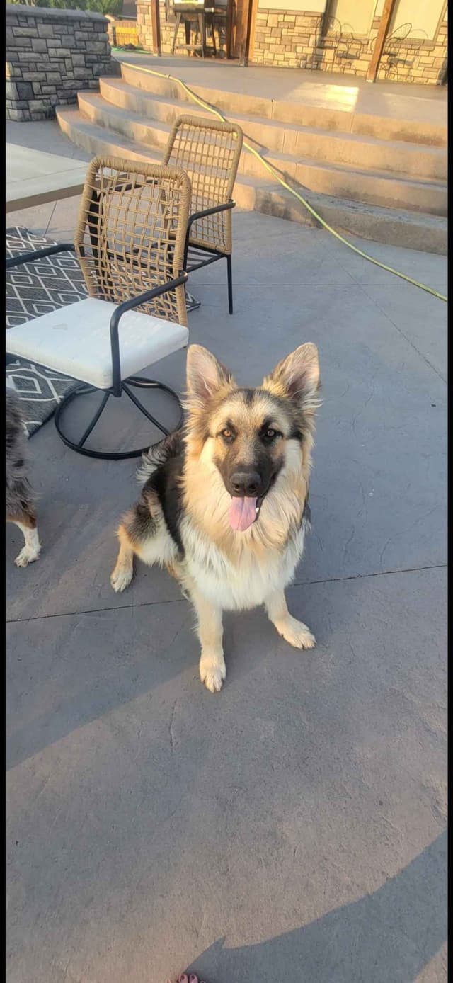 Sable German Shepherd Puppies media 2