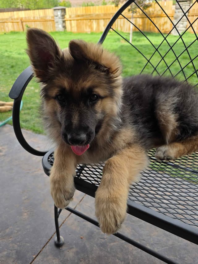 Sable German Shepherd Puppies media 3