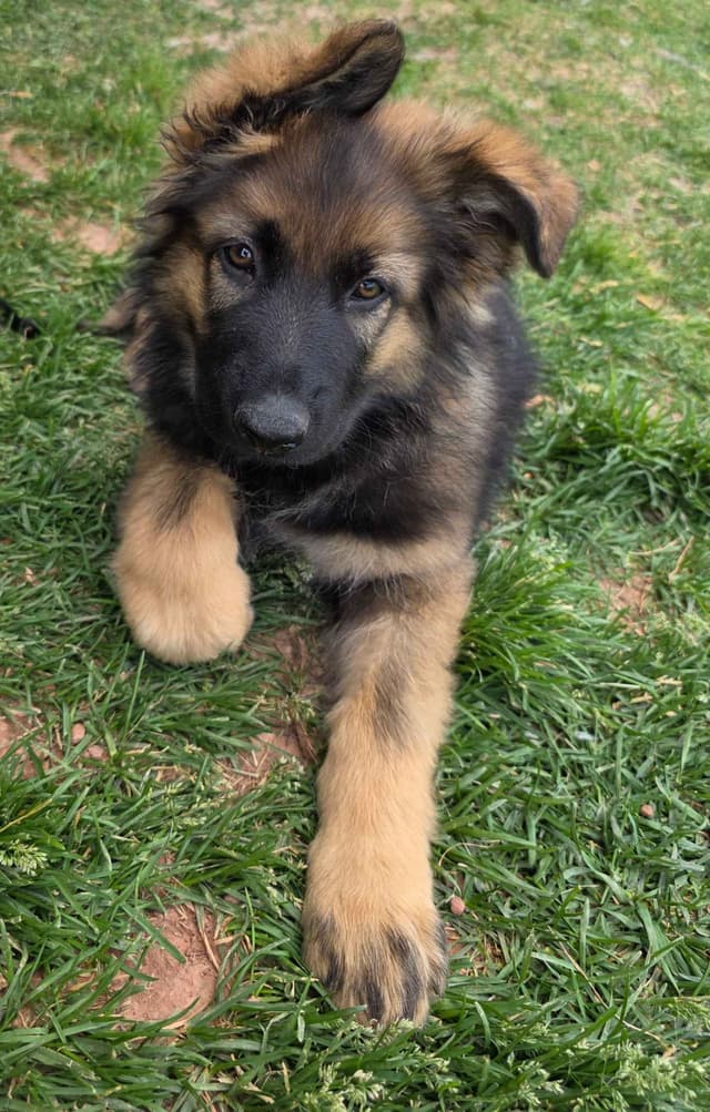 Sable German Shepherd Puppies media 4