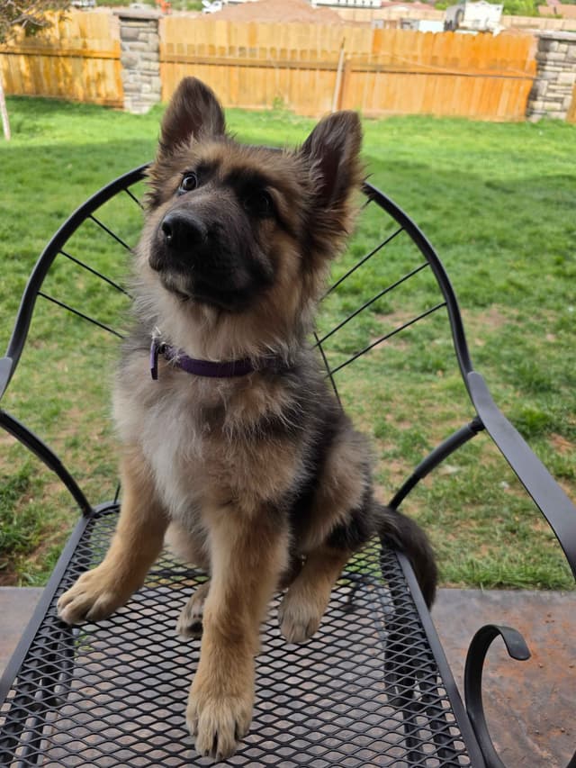 Sable German Shepherd Puppies media 5