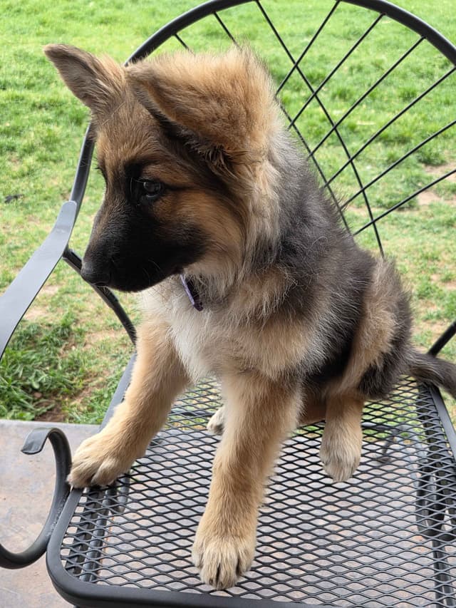 Sable German Shepherd Puppies media 6