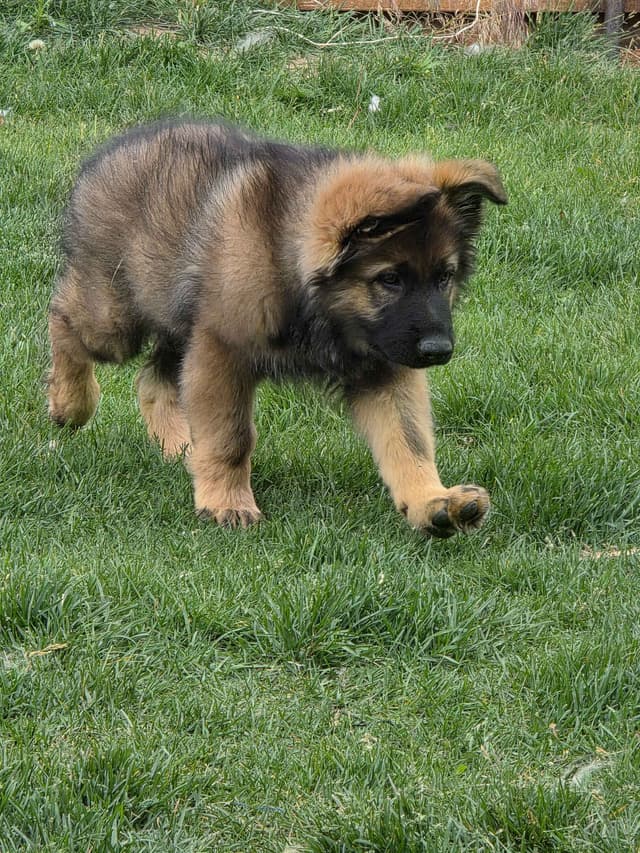 Sable German Shepherd Puppies media 9
