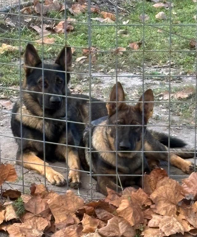 German Shepherd Dog Puppies media 3