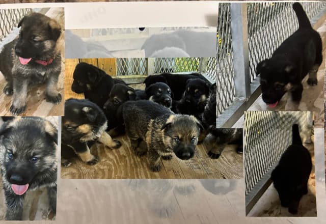 German Shepherd Dog Puppies media 4