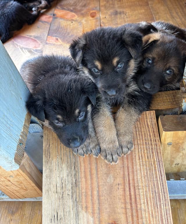 German Shepherd Dog Puppies media 5