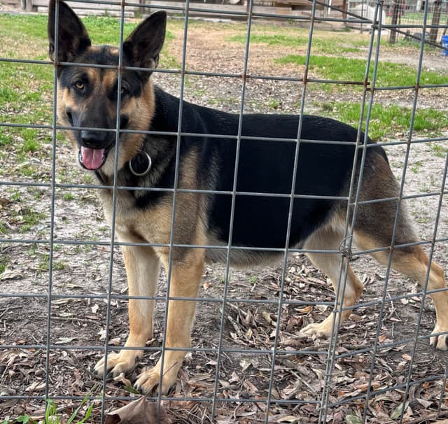 German Shepherd Dog Puppies media 6