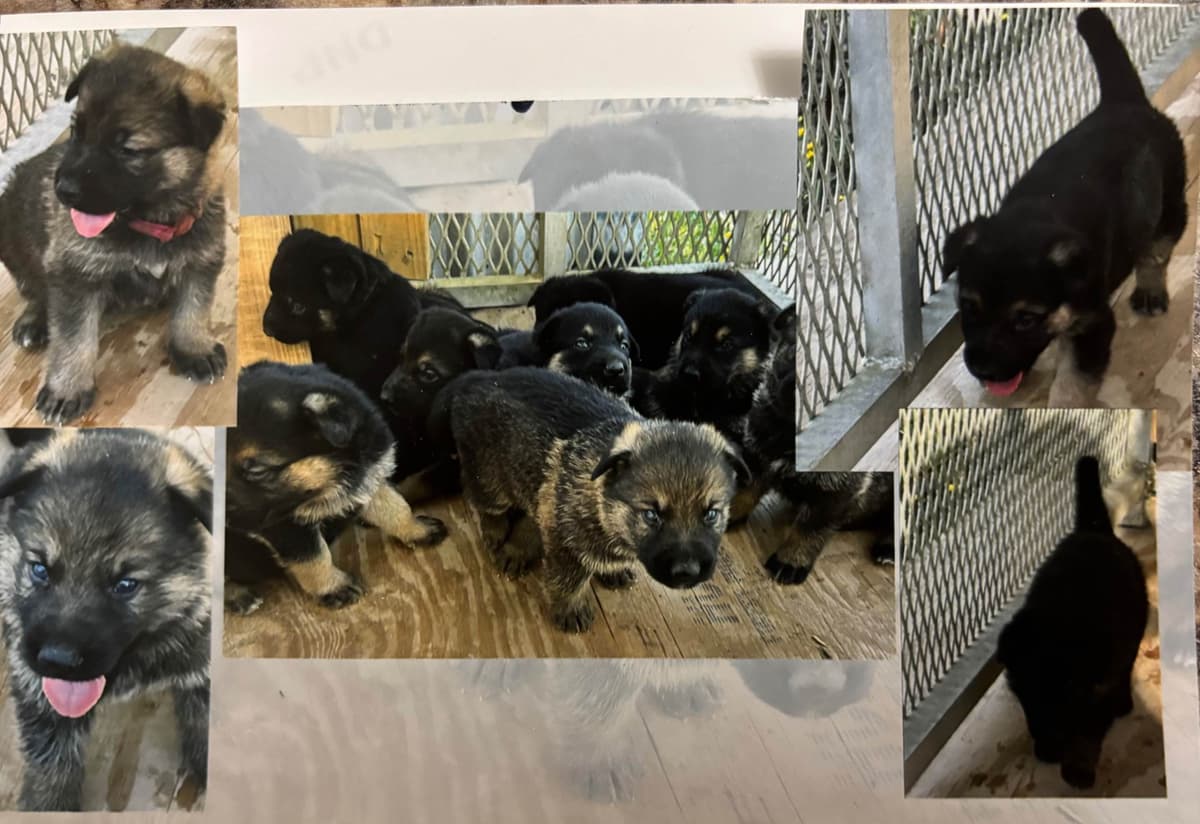 German Shepherd Dog Puppies breeder image 1
