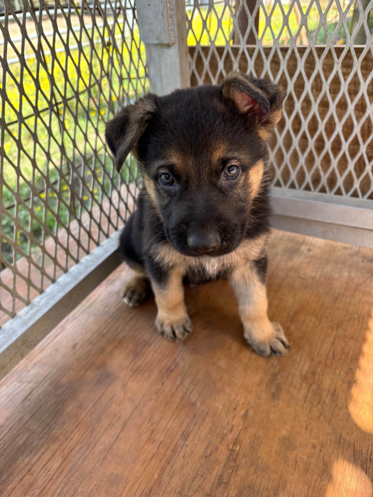 German Shepherd Dog Puppies breeder image 3