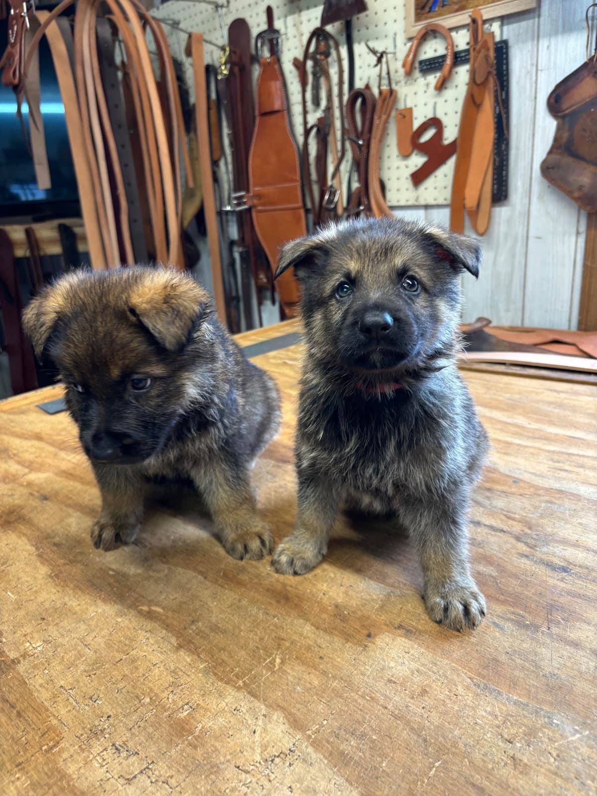 German Shepherd Dog Puppies breeder image 6