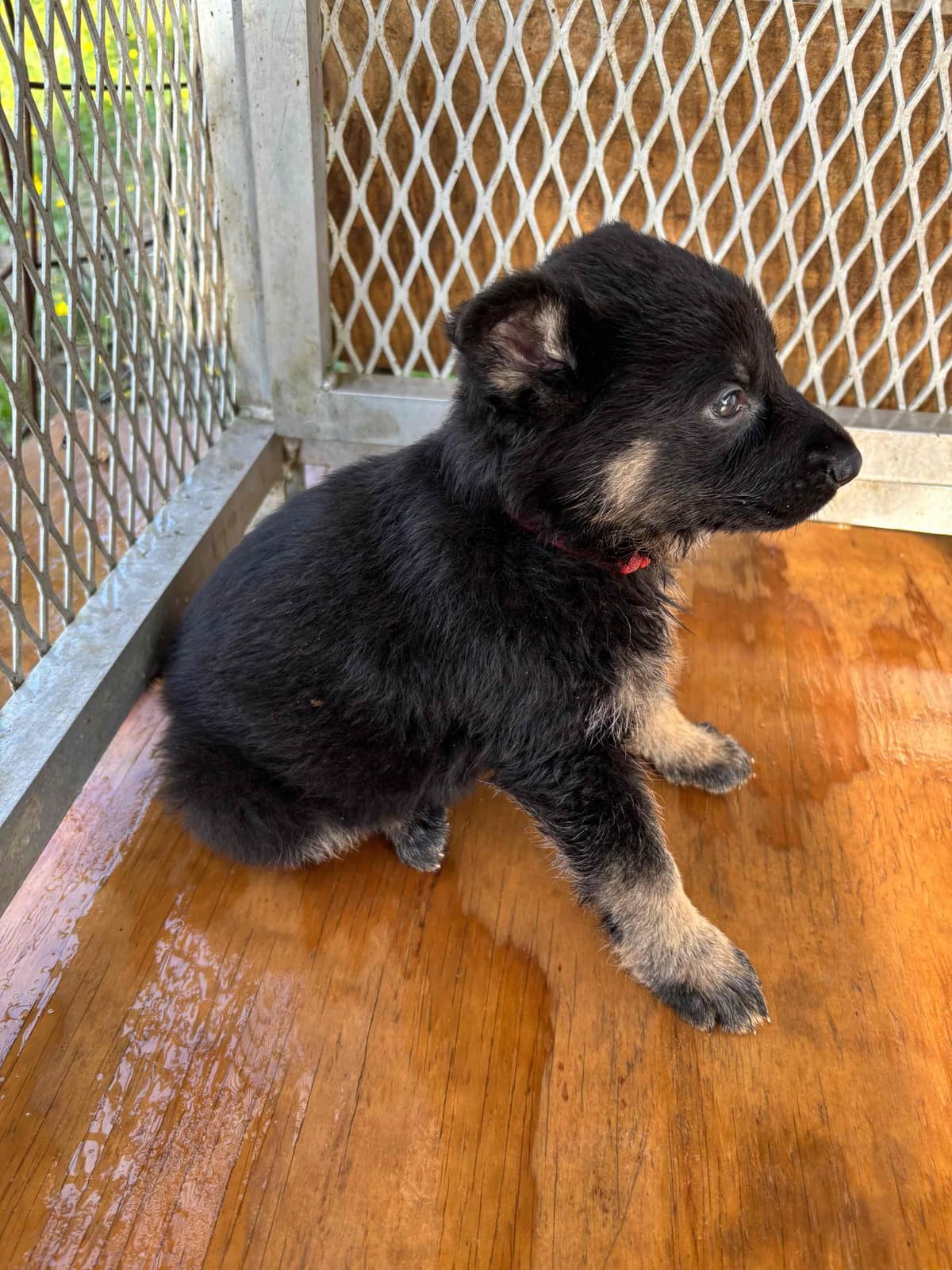 German Shepherd Dog Puppies breeder image 5