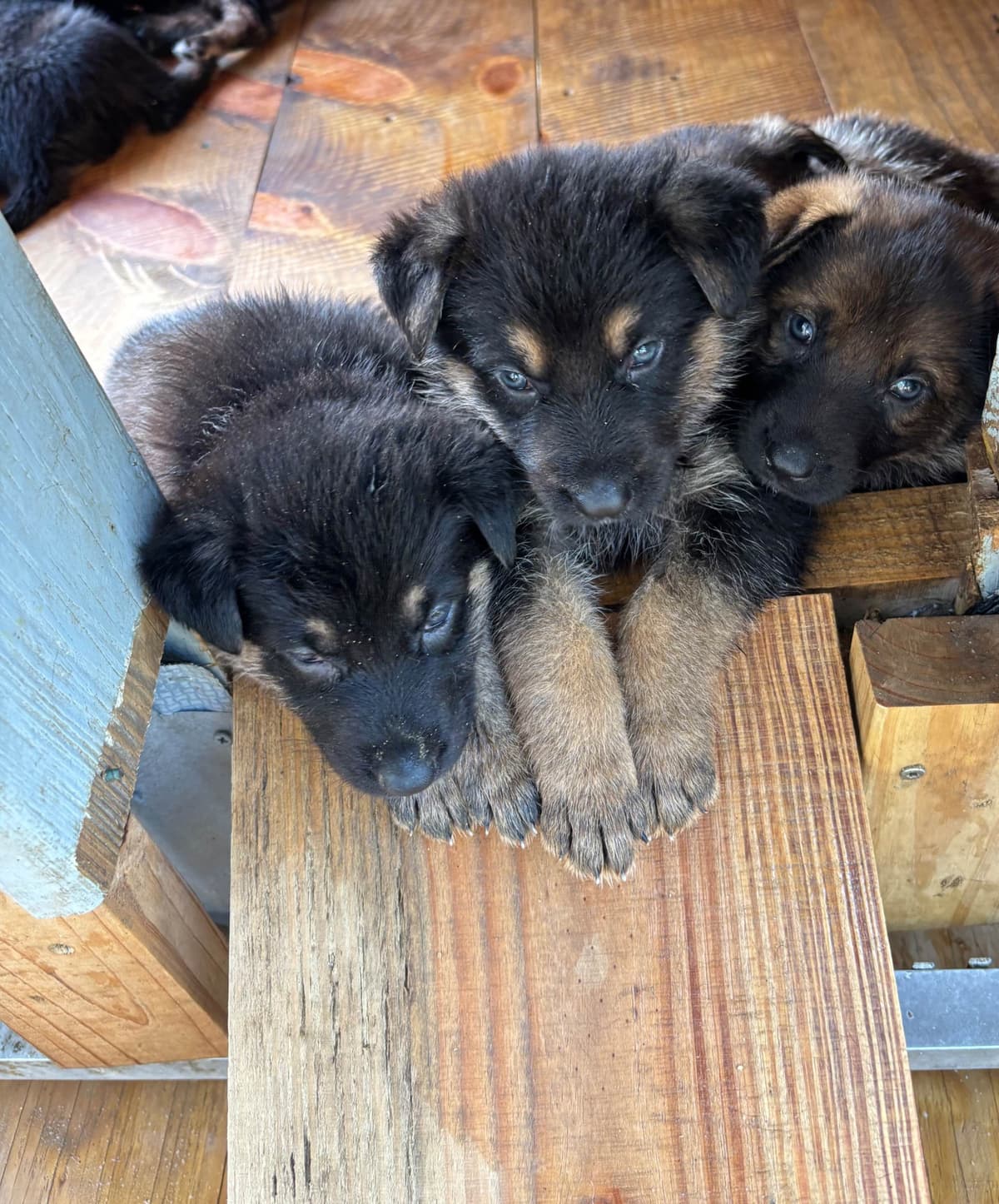 German Shepherd Dog Puppies breeder image 7