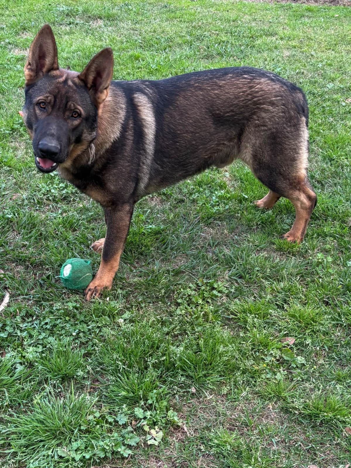 German Shepherd Dog Puppies breeder image 8