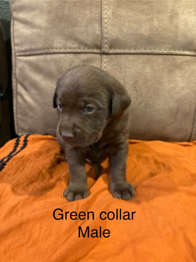 Labrador Retriever Puppies media 2
