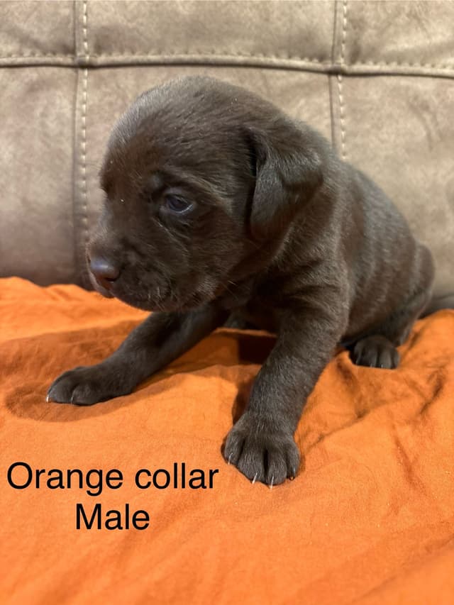 Labrador Retriever Puppies media 4
