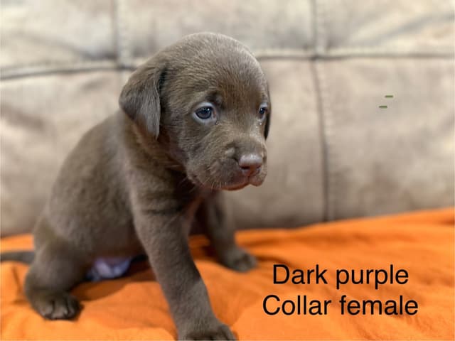 Labrador Retriever Puppies media 5