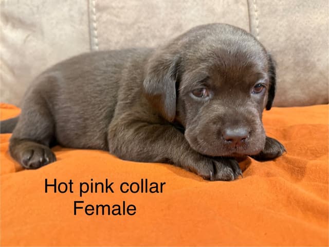 Labrador Retriever Puppies media 6