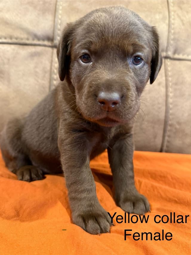 Labrador Retriever Puppies media 7