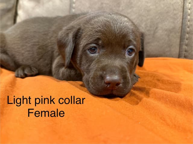 Labrador Retriever Puppies media 8