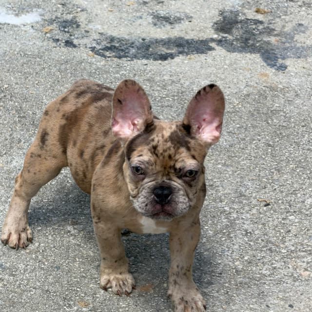 French Bulldog Puppies media 2
