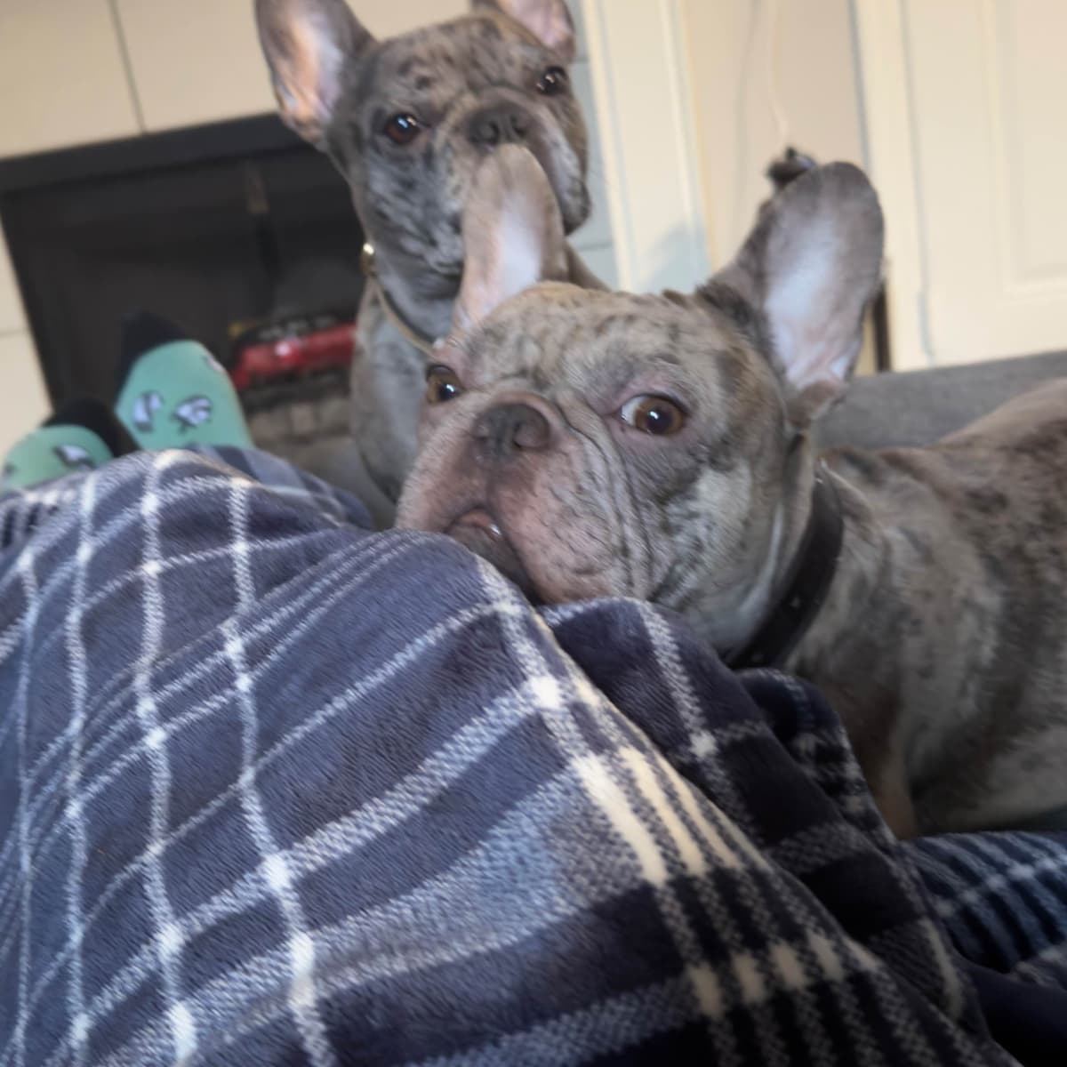 French Bulldog Puppies breeder image 1