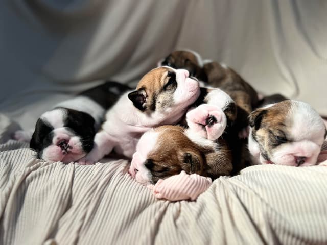 Bulldog Puppies media 3