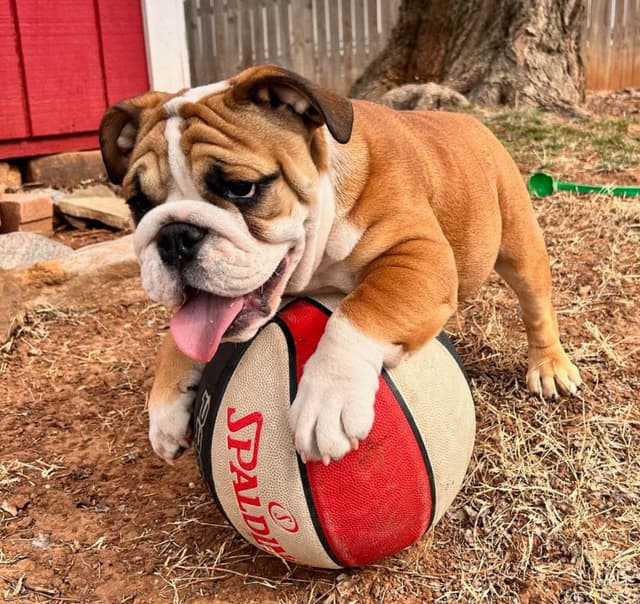 Bulldog Puppies media 8