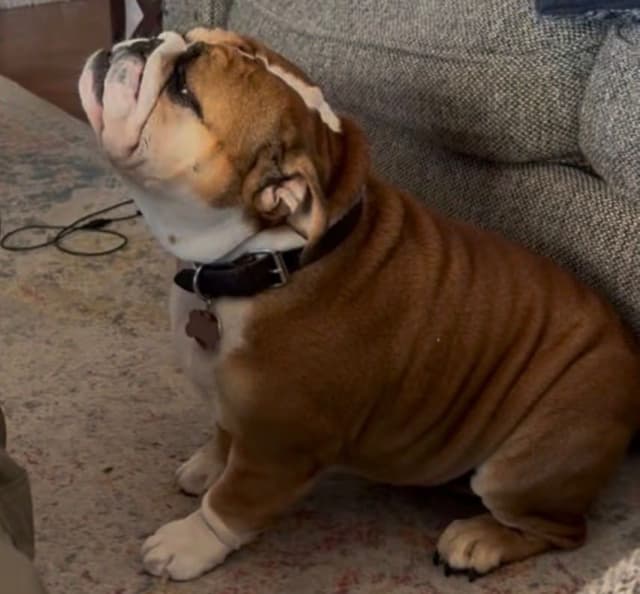 Bulldog Puppies media 6