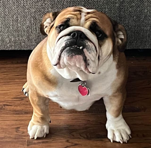 Bulldog Puppies media 7