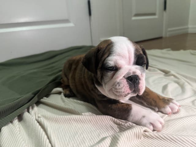 Bulldog Puppies media 9