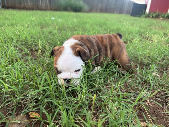 Bulldog Puppies media 13