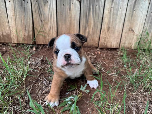 Bulldog Puppies media 12