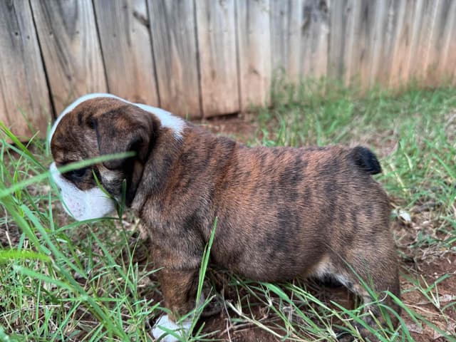 Bulldog Puppies media 11