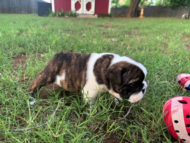 Bulldog Puppies media 14