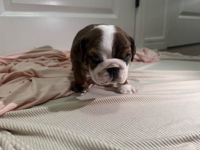 Bulldog Puppies media 10