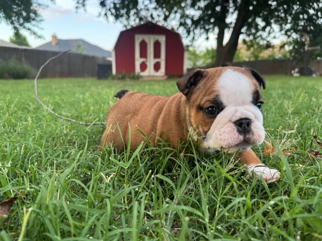 Bulldog Puppies media 18