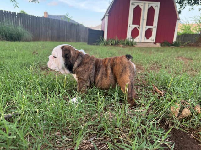 Bulldog Puppies media 24