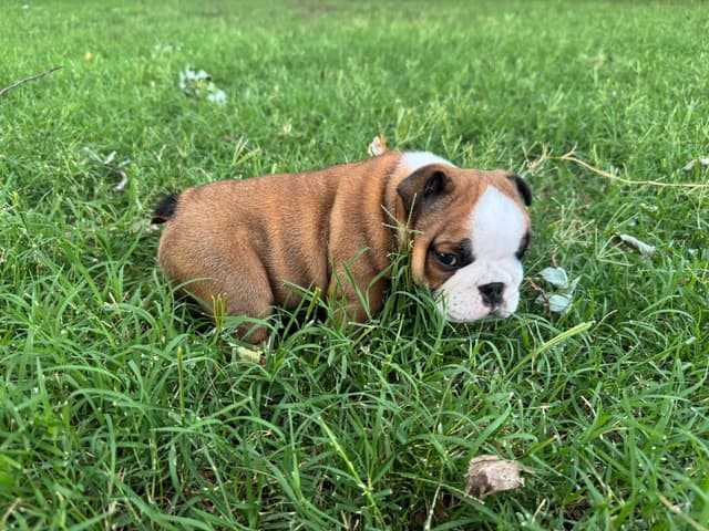 Bulldog Puppies media 2