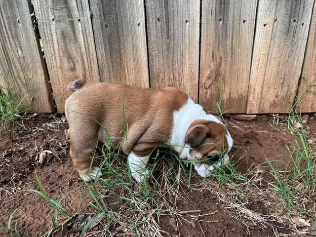 Bulldog Puppies media 15