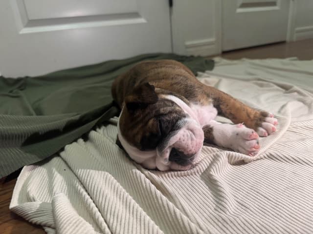Bulldog Puppies media 25
