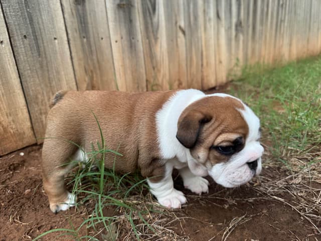 Bulldog Puppies media 16