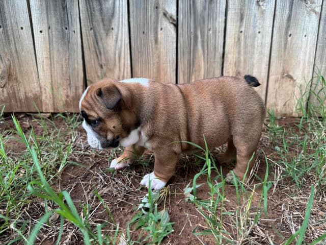 Bulldog Puppies media 17